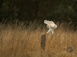 Barn Owl landing on a post [Russell Savory]