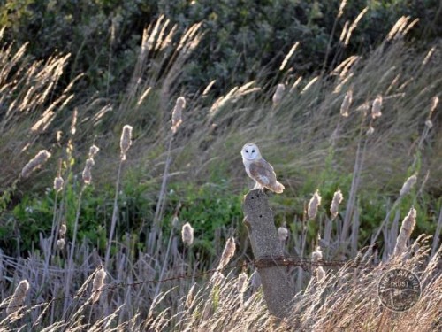 Barn Owls In Winter 08