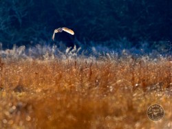 Barn Owls In Winter 15