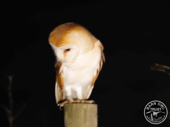 A Barn Owl Perch Hunting at night (Ruth Attenborrow)