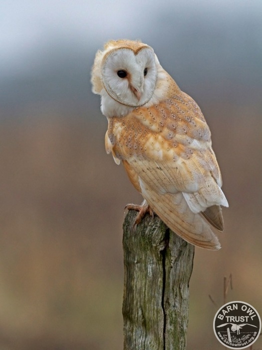 A Barn Owl Perch Hunting from a fence post (Russell Savory)