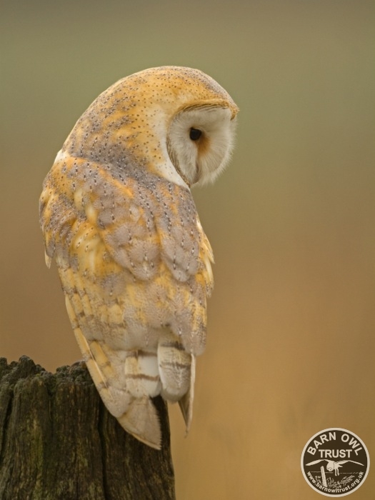 A Barn Owl Perched While Hunting (Russell Savory)