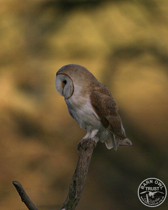 A Barn Owl Perched While Hunting (Lisa Phillips)