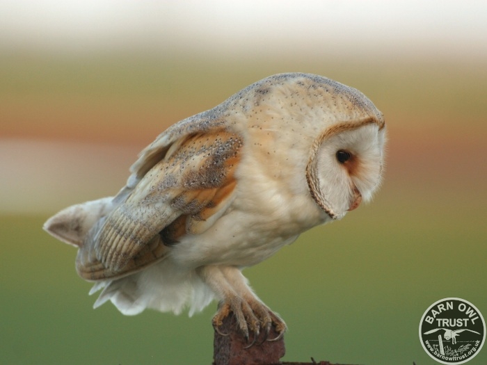 A Barn Owl Perched While Hunting (Nick Sampford)