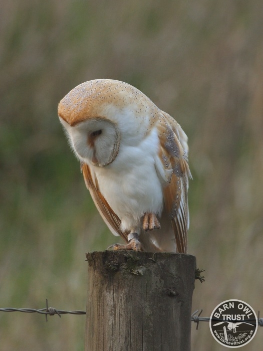 A Barn Owl Perched While Hunting (Nick Sampford)