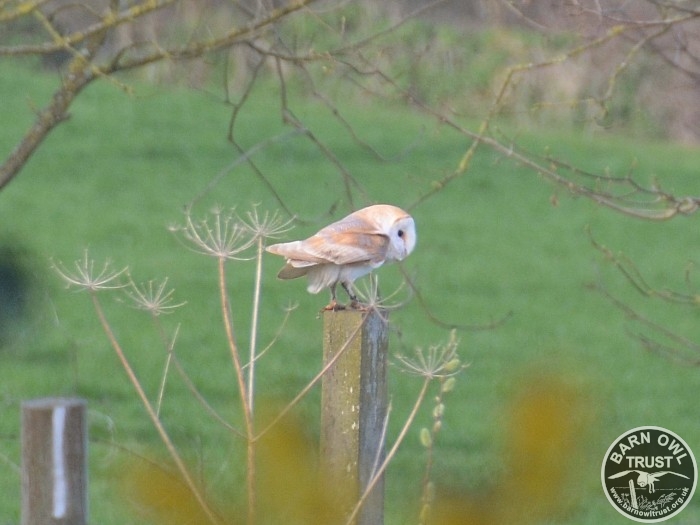 A Barn Owl Perched on a fencepost While Hunting (Margaret Robson)