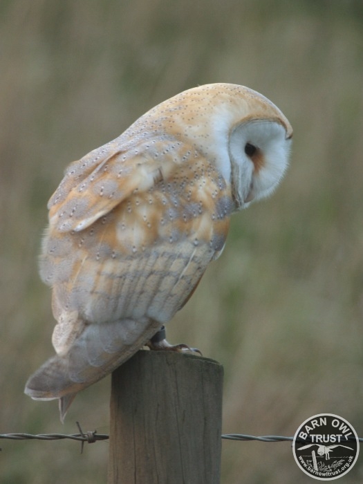 A Barn Owl Perched While Hunting (Nick Sampford)