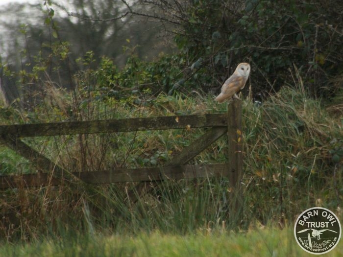 A Barn Owl Perched on a gate While Hunting (Jeremy Peak)