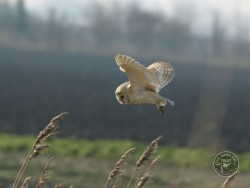 Barn Owls Flying Hunting 06