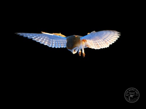 Barn Owl scanning the ground for prey