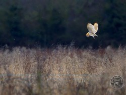 Barn Owl Flying Hunting