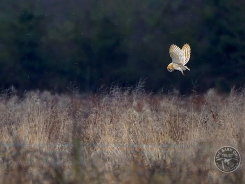 Long shot of a barn owl flying over an autumnal field