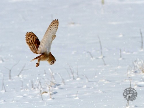 A Barn Owl hunts in winter snow