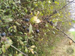 Blackthorn sloes