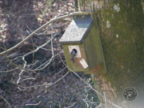 Blue Tit Nestbox [Sarah Nelms] 030311