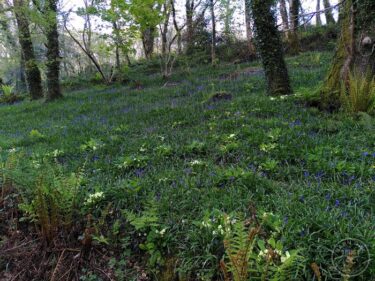 Bluebells in corner wood