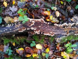 Blushin bracket fungi