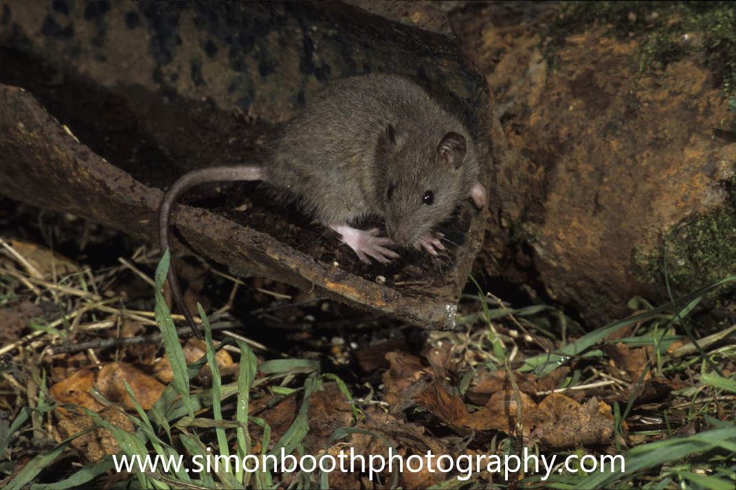 Brown rat sewer pip www.simonboothphotography.com