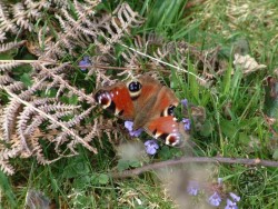 Butterflies Of Rough Grassland 06