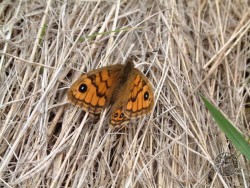 Butterflies Of Rough Grassland 07