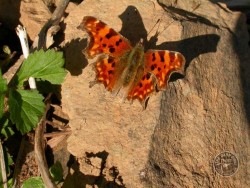 Butterflies Of Rough Grassland 08