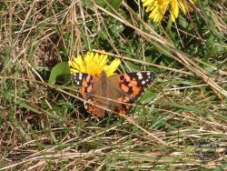 Butterflies Of Rough Grassland 18