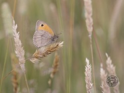 Butterflies Of Rough Grassland Kevin Keatley 01