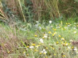 Corn chamomile and white campion