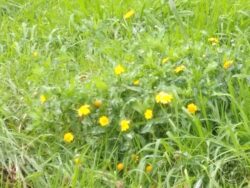 Corn marigold