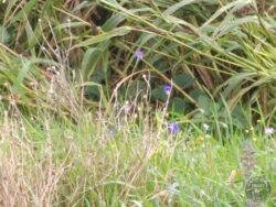 Cornflowers (1)