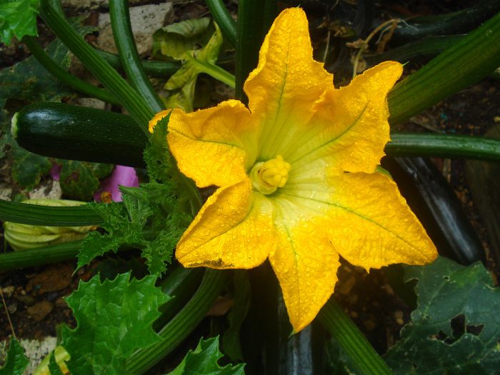 Cucurbita Pepo Zucchini Flower And Plantoptimised