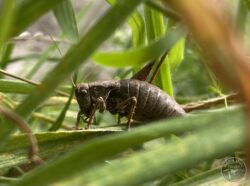 Dark bush cricket