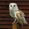 Del - adopt a Barn Owl