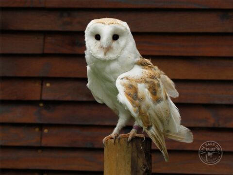 Del - adopt a Barn Owl