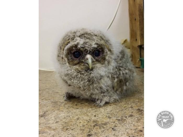 Owl Hospital News