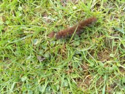 Fox moth caterpillar 18th feb 2024