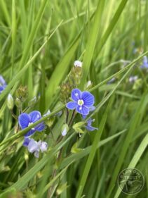 Germander speedwell