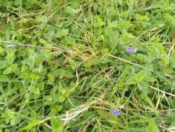 Germander speedwell