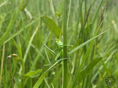 Great green bush cricket llp june 2024