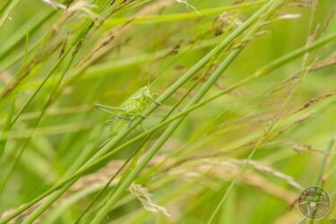 Great green bush cricket stephen crane