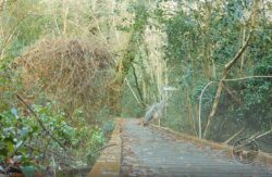 Grey heron on the boardwalk 30th dec 2022