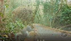 Grey squirrel on the boardwalk 30th dec 2022