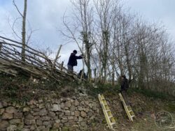 Hedgelaying january 2024 (1)