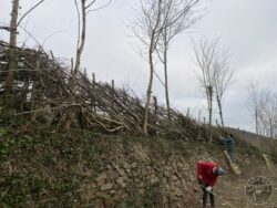 Hedgelaying january 2024 (2)