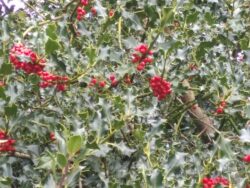 Holly berries