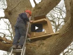 How To Erect Tree Box Video