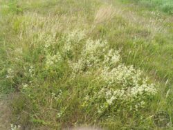 Hedge Bedstraw