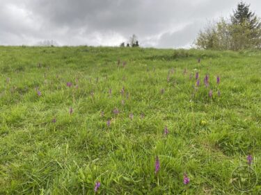 Early Purple Orchids