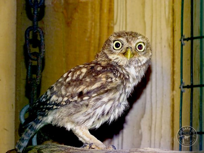 Freedom for wild Little Owls