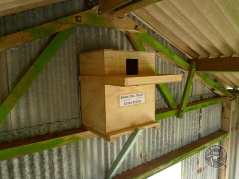 Indoor Barn Owl Nestbox Erection 17